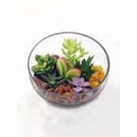 Envelor Home and Garden Hanging Terrarium DIY Kit Thick Glass Terrarium Container with Container for Succulent Cacti Air Fern Plants Moss Garden Gift & Succulent Planter Kit No Plants Included   570115559